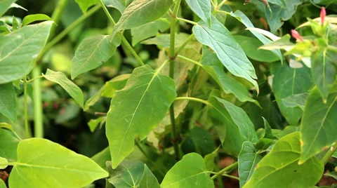 Green leaves Video stock 28505164