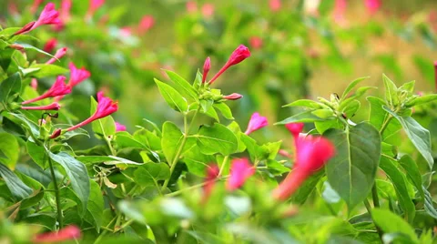 Green Leaves Stock Footage 28881075