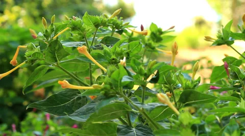 Green leaves 스톡 동영상 29020760