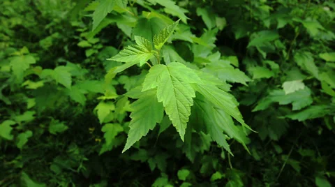 Green leaves Stock Footage 29516901