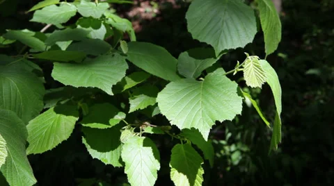 Green leaves Video stock 31111895