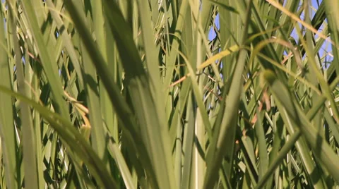 Green leaves 库存影片 39565620