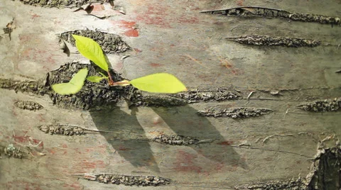 Green leaves. Stock Footage 39889863