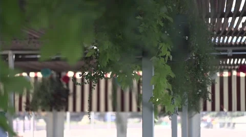 Green leaves Stock Footage 48124302