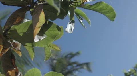 Green Leaves Stock Footage 48407247