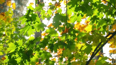 Green leaves Video stock 48693610