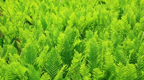 Green leaves Stock Footage 49089717