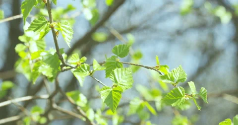 Green leaves. Stock Footage 51305777