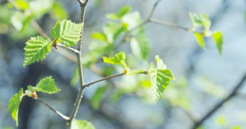 Green leaves. Stock Footage 51306339