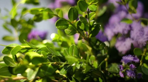 Green leaves Stock Footage 55152838
