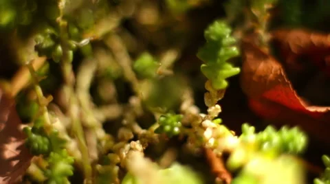 Green leaves Stock Footage 55154996