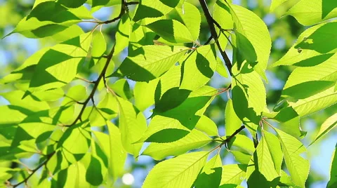 Green leaves. Stock Footage 56426374