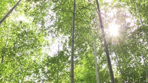 Green leaves Stock Footage 58954523