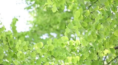 Green leaves Stock Footage 58954766