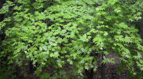 Green leaves Stock Footage 58954879