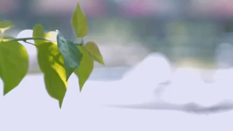 Green Leaves Stock Footage 75362955