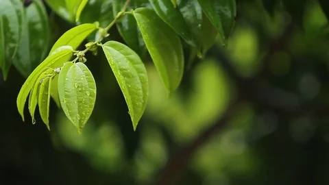 Green leaves Stock Footage 81646567