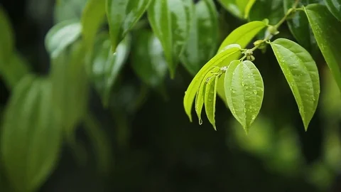 Green leaves. Stock Footage 81646726
