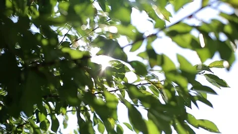 Green leaves Stock Footage 82816452