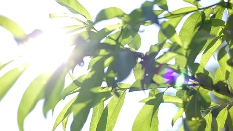 Green leaves 스톡 동영상 82816484