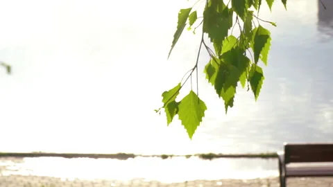 Green Leaves Stock Footage 94678514