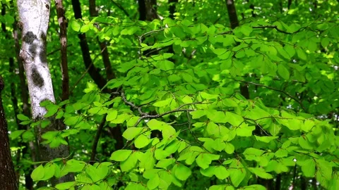 Green leaves Stock Footage 94870038