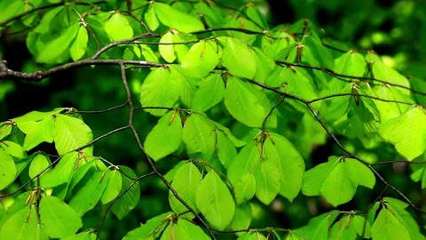 Green Leaves Stock Footage 94870168