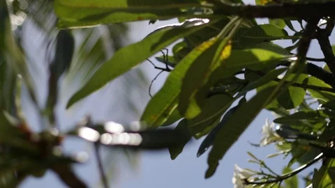 Green leaves Stock Footage 104784452