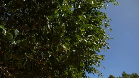 Green leaves Video stock 107011325