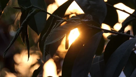 Green leaves  Stock Footage 107827166