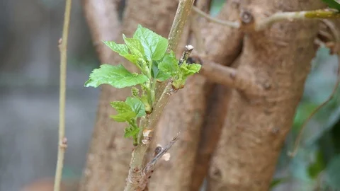 Green leaves Stock Footage 107966610