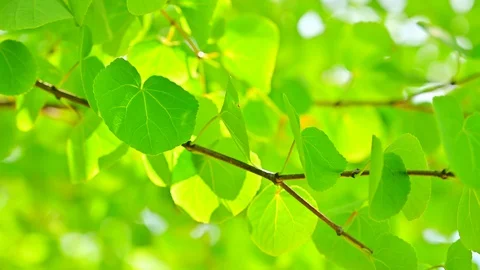 Green leaves Stock Footage 127949168