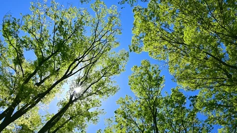 Green leaves Video stock 127949217