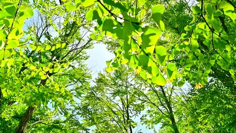 Green leaves Stock Footage 127949219