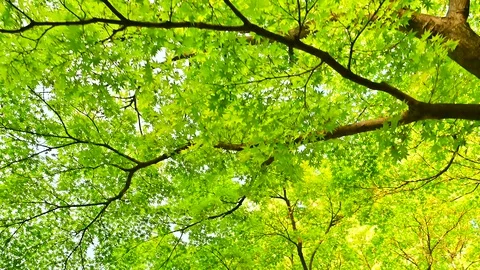 Green leaves Video stock 127949268