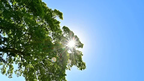 Green leaves Stock Footage 127949279