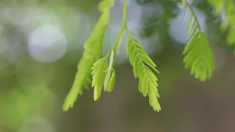 Green leaves Stock Footage 132975244