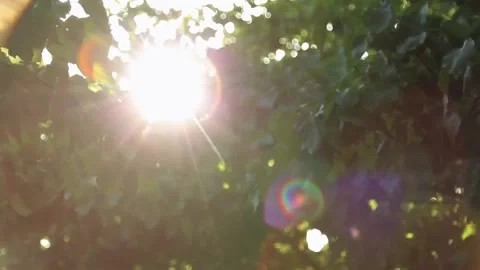 Green leaves Stock Footage 135895634