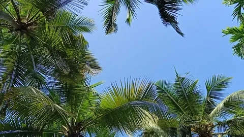 Green leaves Stock Footage 141162474