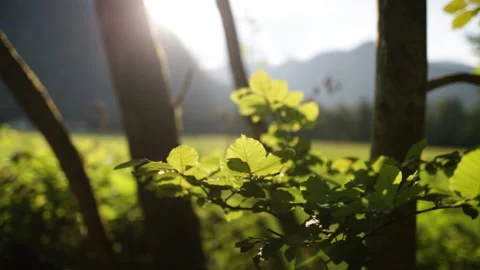 Green leaves Stock-Footage 152845661