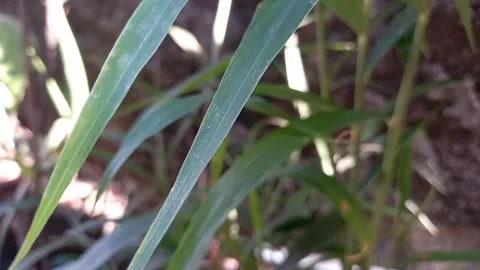 Green leaves Stock Footage 153638172