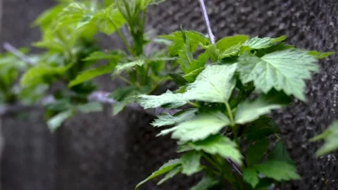 Green leaves Video stock 154428126