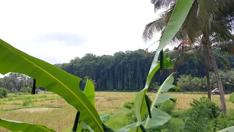 Green Leaves Stock Footage 167344482