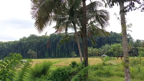 Green Leaves Stock Footage 167344728