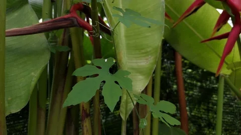 Green Leaves Stock Footage 167344745