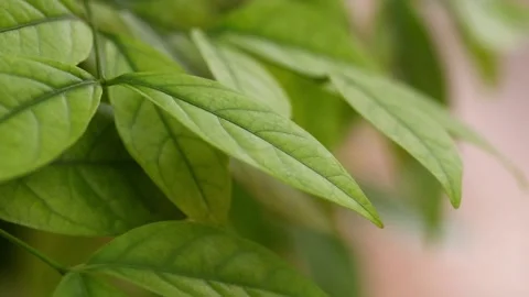 Green leaves Video stock 170424074