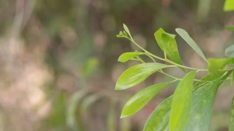 Green leaves Stock Footage 170643810