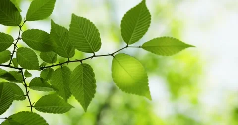 Green leaves Stock Footage 178717023