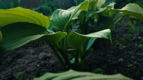 Green leaves Stock-Footage 194017137