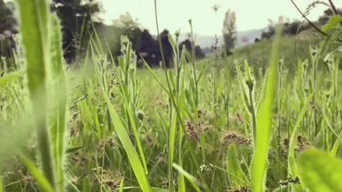 Green leaves Stock Footage 196817455